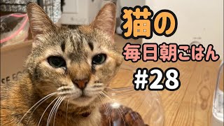 猫の毎日朝ごはん生配信!【#28】 2026.2.17