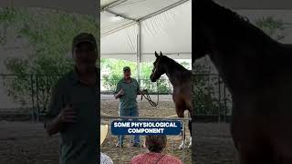 How To Know If The Sudden Change In Behavior In Your Horse Is Caused By Discomfort