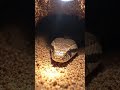 Desert sand Boa snake POV: Tiny Camera Reveals a Massive Hidden Underground Colon #shorts