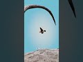 Why China Tried To Wipe Out Sparrows 🤨