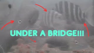 Underwater Mysteries Revealed: Check Out What's Hiding Under Bridges! by Salt Strong 4,462 views 1 month ago 3 minutes, 54 seconds