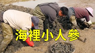 海邊人特愛的'西施舌'人工養殖一挖一麻袋