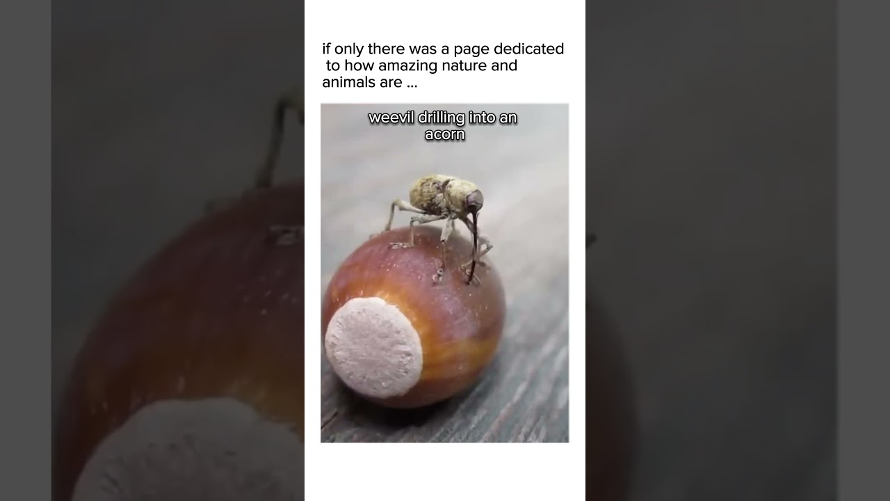 Weevil Drilling Into An Acorn