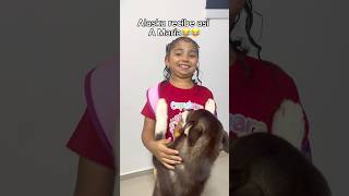 María llega y nuestra perrita lobo la recibe así😂 ay Alaska!