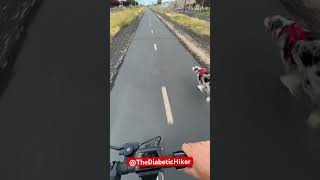 Border collie running 15.5 mph