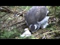 New Forest goshawks