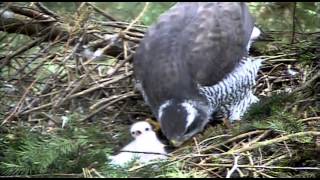 New Forest goshawks