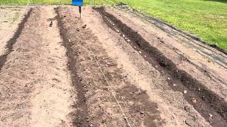 Starting Potatoes