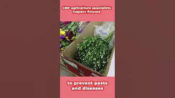 Keeping Pests Out Of Your Valentine S Day Flowers CBP 
