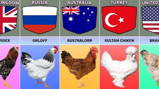 Chicken Breeds From Different Countries