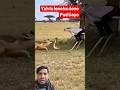 yah to lene ke dene Pad Gaye#animals #nonfollowers #trendingshorts #shortsviral #video