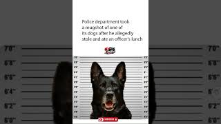 Police Department Took A Mugshot Of One Of Its Dogs After He  Stole And Ate An Officer's Lunch! 😂