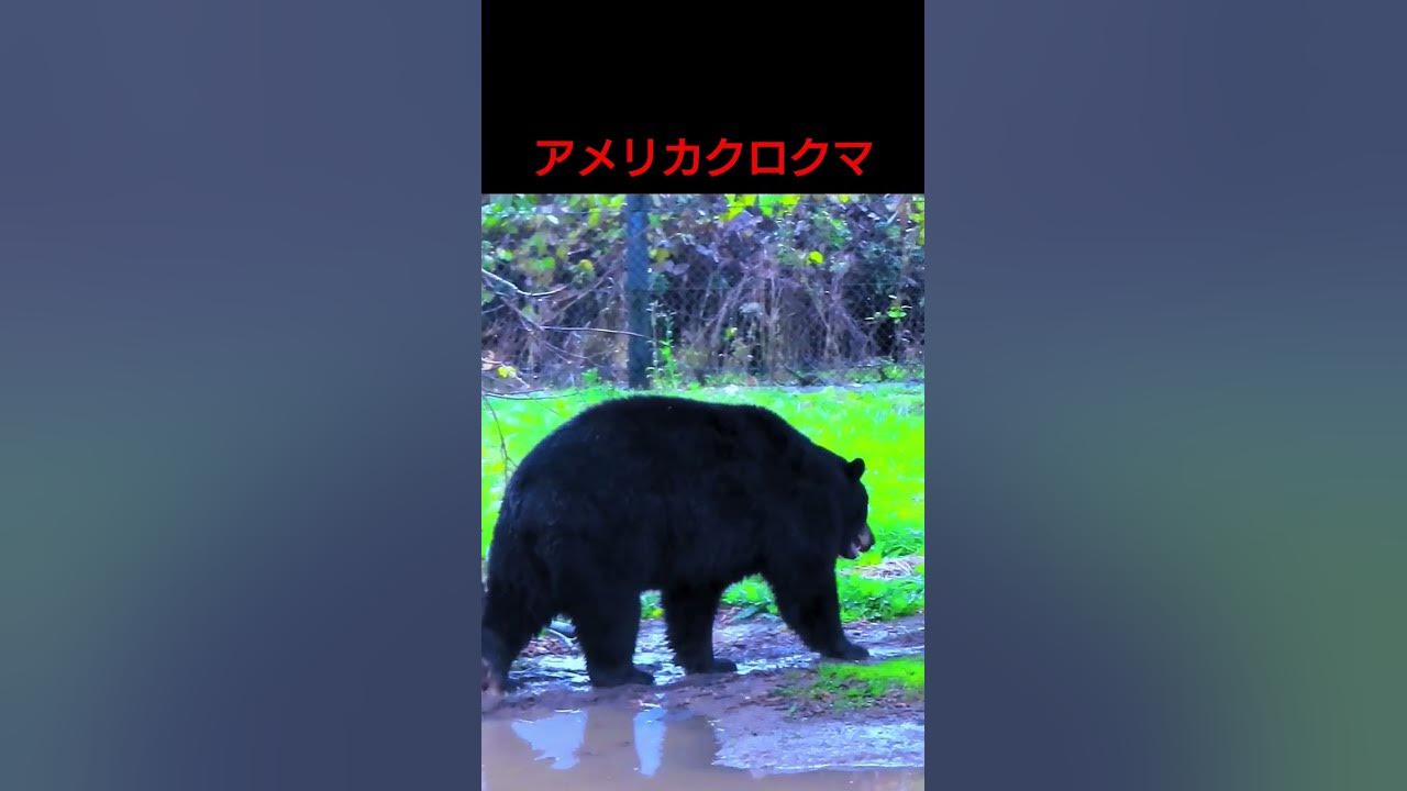 秋吉台サファリランドのアメリカクロクマ Youtube 秋吉台サファリランドのアメリカクロクマ Youtube