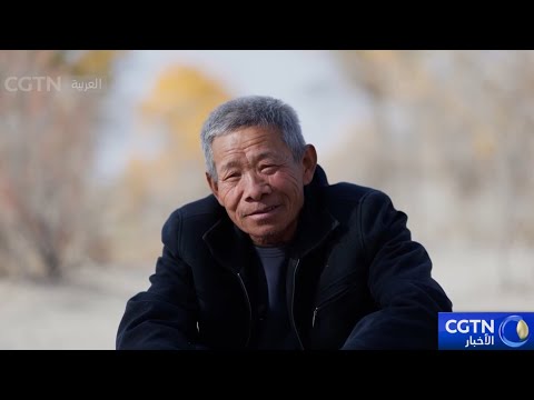 الأب والابن جيلان يرعيان غابات أشجار الحور