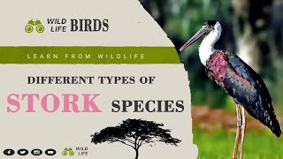 Stork Birds Ii Different Types Of Stork Bird Species Ii Scientific Name Ll Location Ll