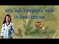 ЩО ТВОРИТЬ ЧАЙ ІЗ ХВОЇ. КОРИСНІ ВЛАСТИВОСТІ ХВОЙНОГО ЧАЮ.