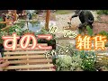 【プチDIY】100円ショップのスノコ１枚あればガーデン雑貨３個作れる！花壇に飾ると可愛さUP⤴暑さに強い夏の草花（7品）も植えてお庭が明るくなりました♪