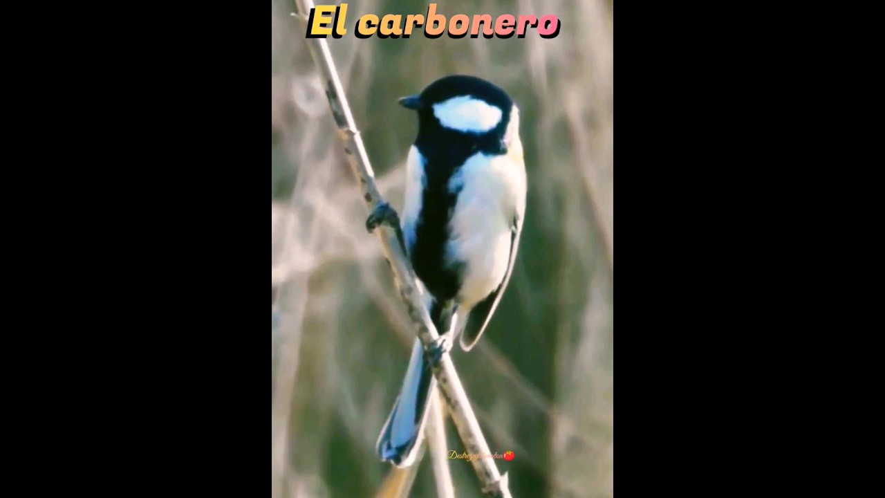 El #carbonero Las #aves del mundo y su #trino #canto #nature #relaxing #bird #cantodeaves #shorts