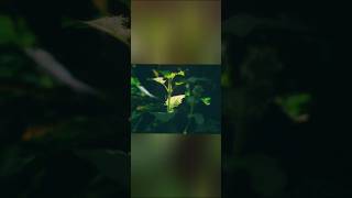 Snapseed Edits | Snapseed tiutorial #short #snapseed