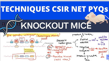 Knockout mice| NeoR tk gene selection|G418 casette|Techniques in Biology PYQs CSIR NET Part C|Part I