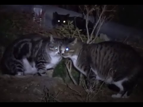 귀여운  고양이들의  살벌한 기싸움 ..A fierce fight between <strong>cute</strong> cats...全州市...Jeonju ....North Jeollado ... <strong>KOREA</strong> .