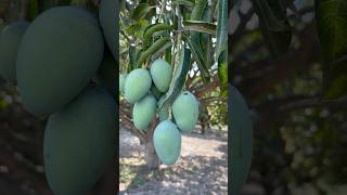 mango harvesting #fruit #mango #apple #satisfying #beautiful #farming #villagelife #shorts