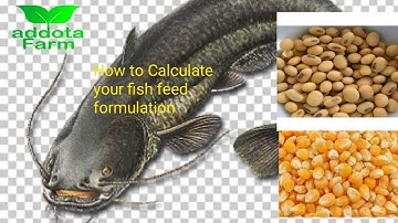 How to Calculate your Fish Feed Formulation Step by Step in Nigeria