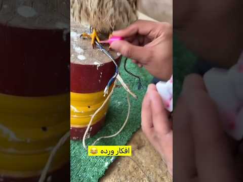 لحظة طريفة وغير متوقعة شاهدوها حتى النهاية وأخبروني برأيكم   