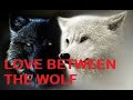 Love between the wolf and person