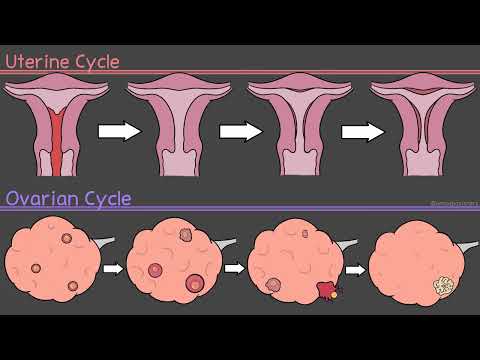 Menstrual Cycle Walkthrough Phases Hormonal Regulation
