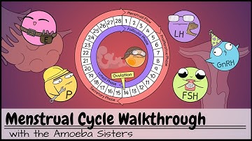 Menstrual Cycle Walkthrough: Phases & Hormonal Regulation
