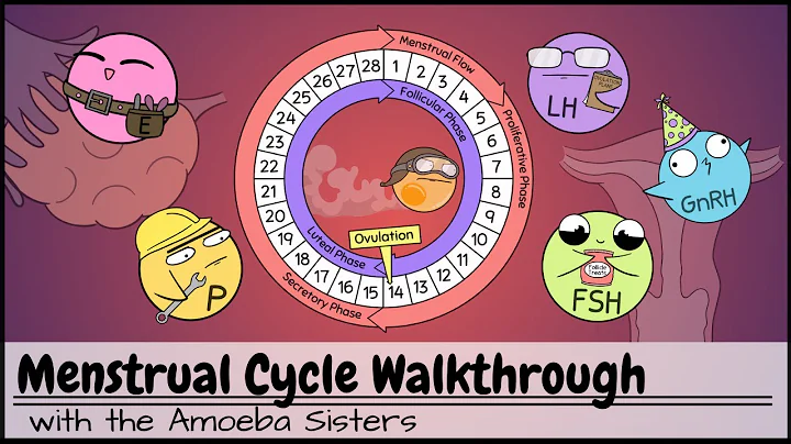 Menstrual Cycle Walkthrough: Phases & Hormonal Regulation