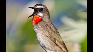 Suara burung siberian rubythroat GACOR dan NEMBAK KASAR untuk masteran burung kicau anda