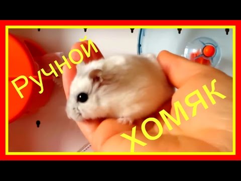 ❤️Как приручить джунгарского хомячка&#55357;&#56377;к рукам&#55357;&#56908;Чтобы хомяк☝️не кусался✔️ #Хомяки