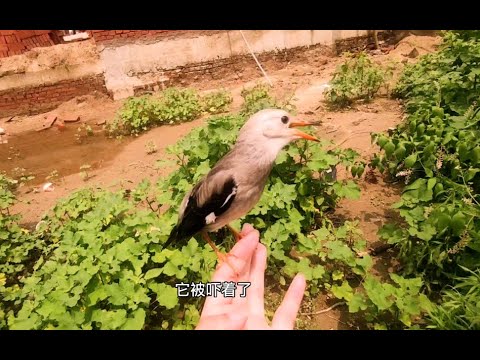 端午节给鸟自由，反生期的丝光椋鸟会飞走么