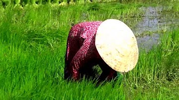 Ngấm nét đẹp ruộng đồng vào lúc nhổ mạ non trồng lúa đặc sản - Núi Tô, Tri Tôn, An Giang 18/08/2020