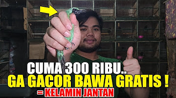 REJEKI SORE NEMU CUCAK IJO NOPENG SUDAH GACOR CUMA 300 RIBU BUKAN 5 JUTA