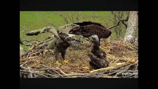 Decorah North Family Time, Eaglets Sitting Up Tall 04.27.2024 (explore.org)