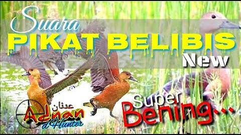 🔵 Suara Pikat Belibis Kembang || Terbaru