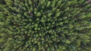 MILLERS FOREST OPENING SCENE TITLES