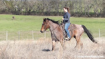 J Orphanita Taw - trail riding! - ValleyViewRanch.net