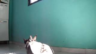 Cat vs Rabbit ll Rabit vs cat ll kelinci kawin dengan kucing