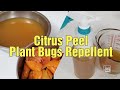 Homemade ants  aphids repellent  plant bugs spray