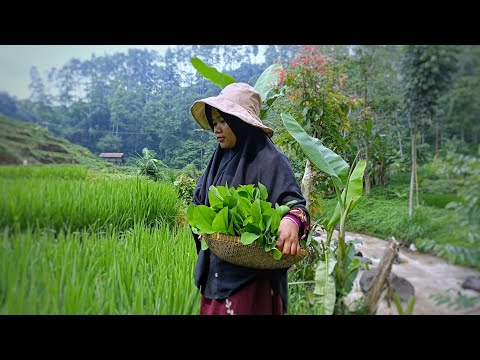 Mencari Genjer di Sawah | Masak tumis genjer, ikan asin bakar, sambal lalapan | Hidup di Desa