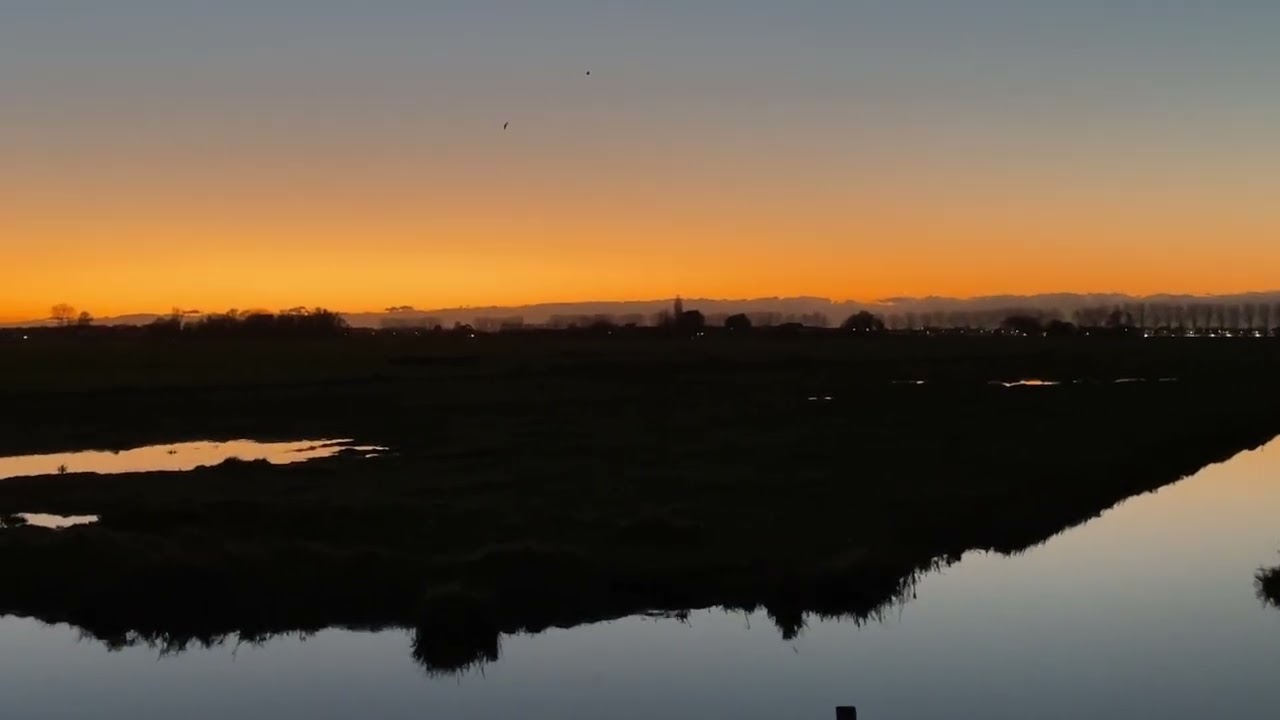 Velduilen in avondrood