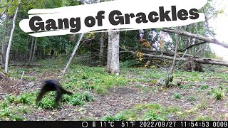 The Forest is Alive with Grackles (Trail Cam Video)