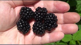 Blackberries - growing in a pot
