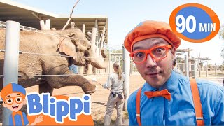 Trip to San Diego Zoo with Blippi! | Educational Kids Videos | Fun Compilations