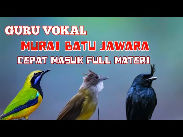 2 jam masteran murai batu full materi mewah!! gak butuh lama di jamin cepat masuk class=