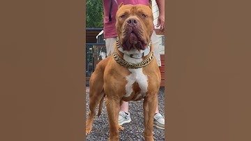 it's Dangerous Pitbull Dog 🚷 subscribe plz 🙏
